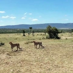 A close up of Cheetahs hunting in the Wild Maasai Mara