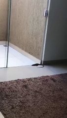 Lagarto entra em uma residência e outro ‘invade’ uma escola em Umuarama
