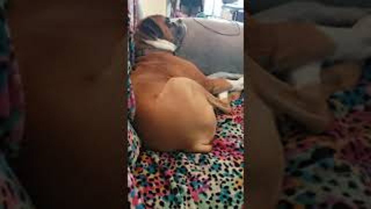 Boxer Snores Shake Jowls