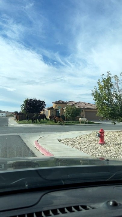 Wild Horses Out Grazing in Front Yard