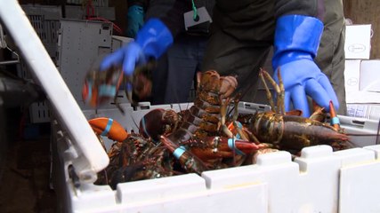 Une pêche au homard record en Gaspésie