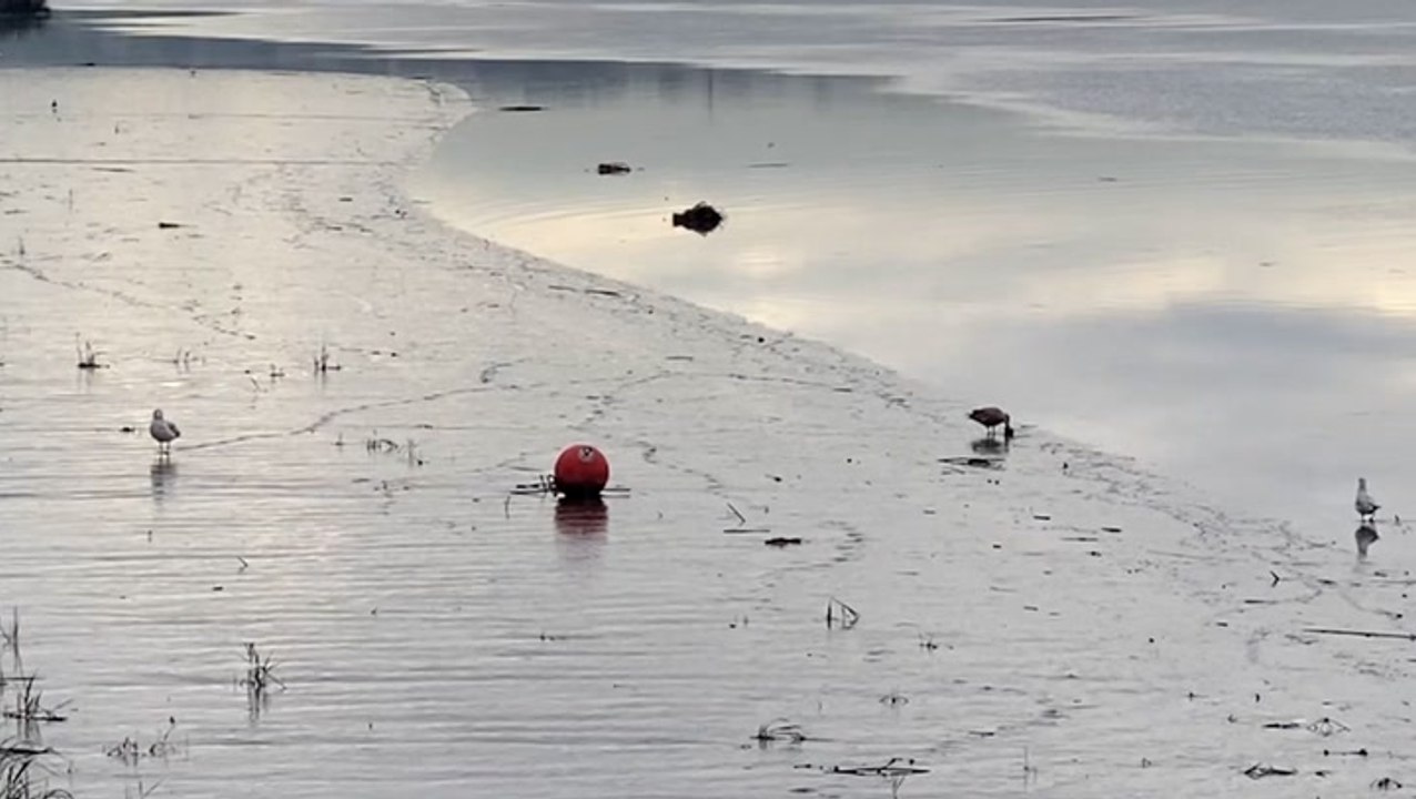 Tracking Migratory Birds in New Jersey