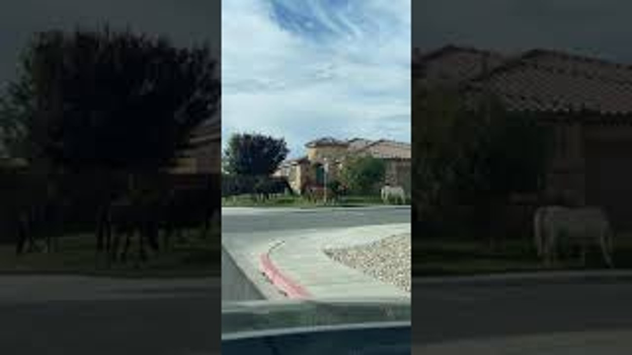 Wild Horses Out Grazing in Front Yard