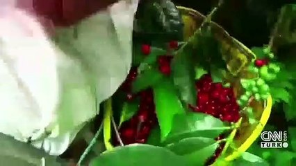 Laboratuvar ortamında kahve ürettiler