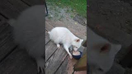 Rare Albino Raccoon Runs Away With Bowl