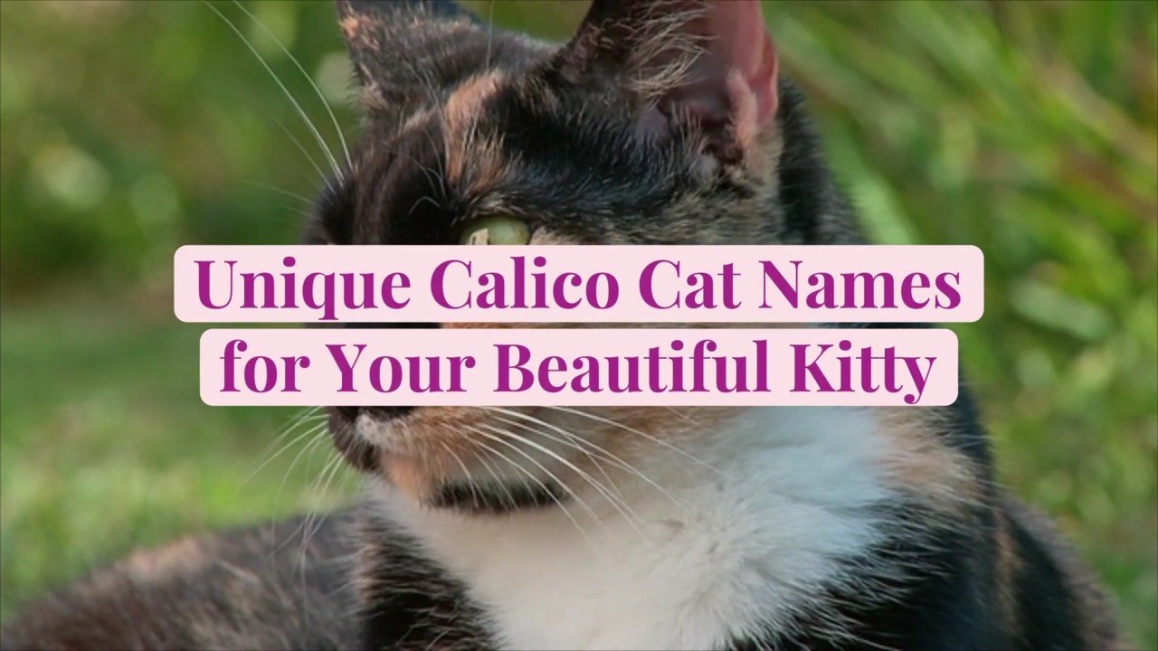 50 Unique Calico Cat Names for Your Beautiful Kitty