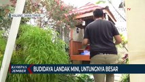 Budidaya Landak Mini, Peluang Bisnis dengan Untung Jumbo