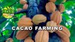 Cacao Farming