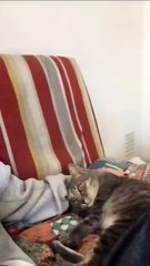 KUCING LUCU BISA NGOMONG