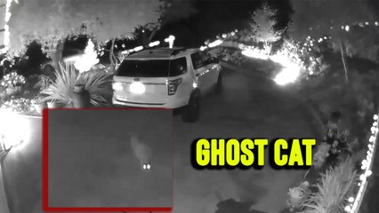 'Security camera footage shows 'Ghost Cat' rising from the ground'