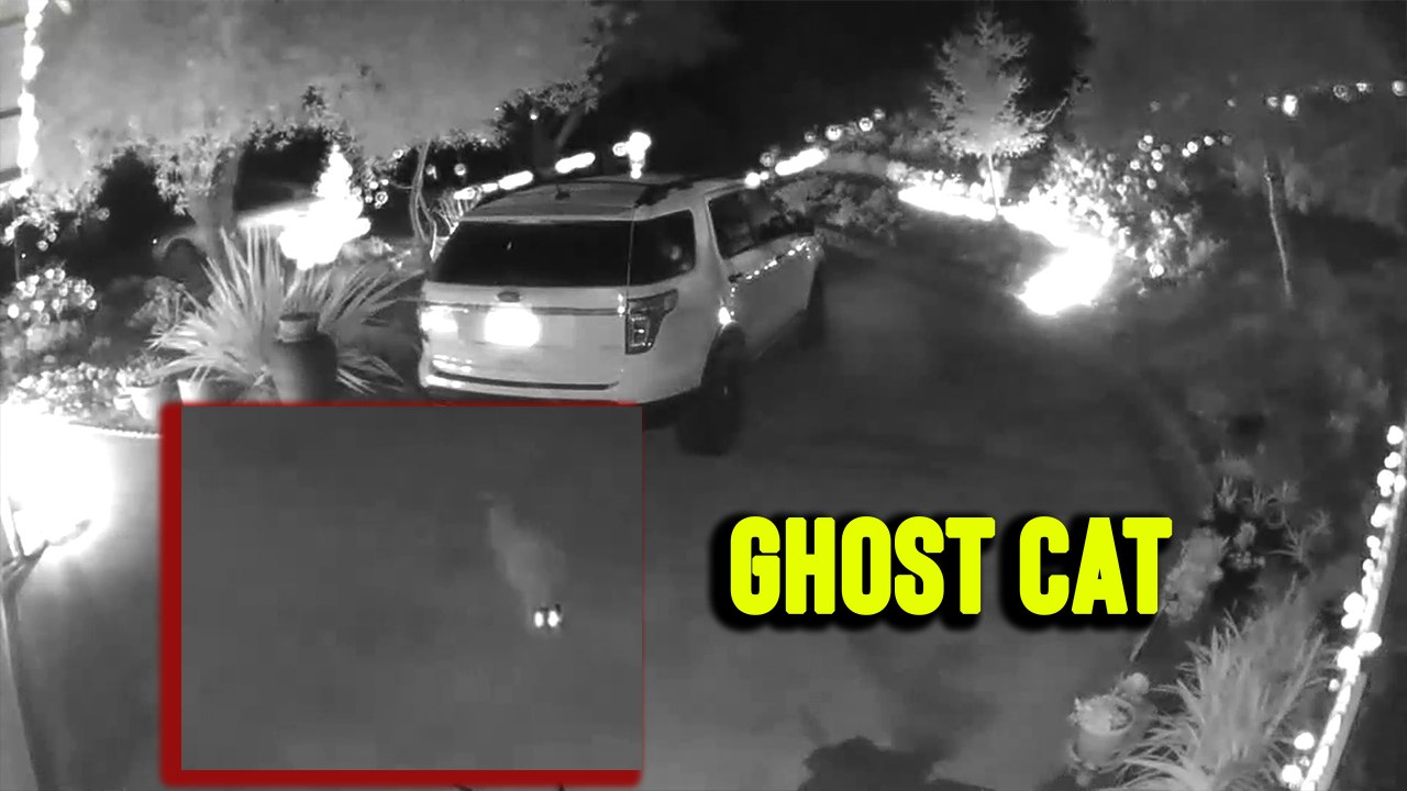 'Security camera footage shows 'Ghost Cat' rising from the ground'