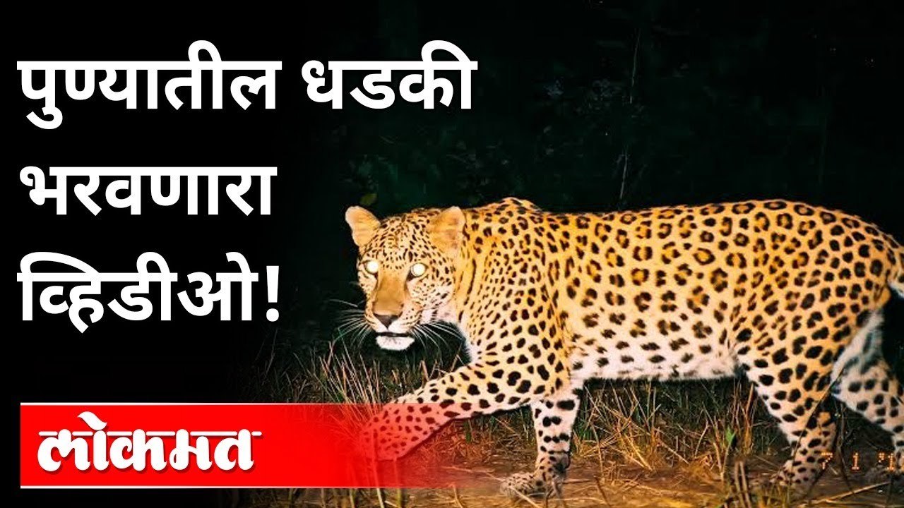 शिकारीच्या शोधात बिबट्या थेट सोसायटीत Leopard in the Pune Society | Caught on camera | CCTV