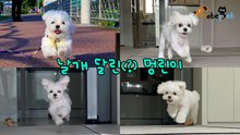 날개 달린(?) 멍린이 '커다란 귀 펄럭이며 날아갈 기세'
