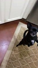 Walking Backwards Doesn’t Bother This Well Balanced Chihuahua