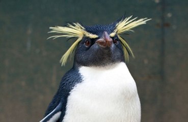 Penguins can recognise faces as quickly as humans