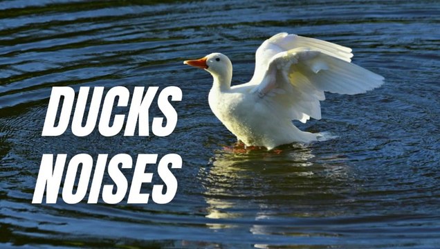 Ducks Feeding Sounds | Duck Noise Sound Effect | Kingdom Of Awais