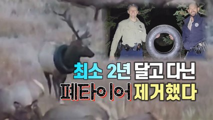[세상만사] 최소 2년 이상 목에 폐타이어에 달고 다닌 엘크, 드디어 해방됐다 / YTN