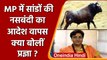 MP Bulls Sterilization: Pragya Thakur की आपत्ति के बाद MP Govt ने वापस लिया आदेश | वनइंडिया हिंदी