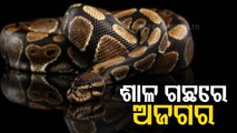 Pythons Found Coiled In Trees In Nilagiri