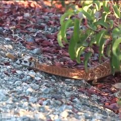 Rattle Snake and Monitor Lizard
