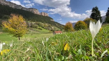 Trabzon yaylalarındaki "vargit" çiçekleri doğayı süsledi