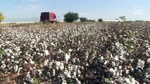 Beyaza bürünen pamuk tarlalarında hasat için ter dökülüyor