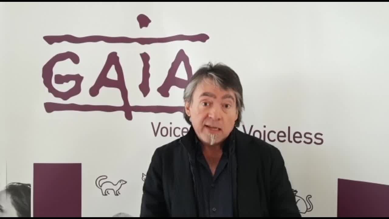 Michel Vandenbosch de Gaia: "plus d’excuses, il faut interdire l’abattage sans étourdissement en région de Bruxelles-Capitale"