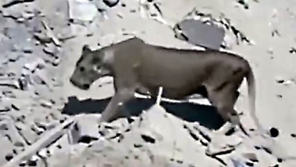 أسد طليق يجوب شوارع المملكة العربية السعودية.. ماذا فعل بشوارعها؟