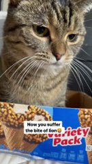 BERMAIN BERSAMA KUCING - PLAY WITH CAT