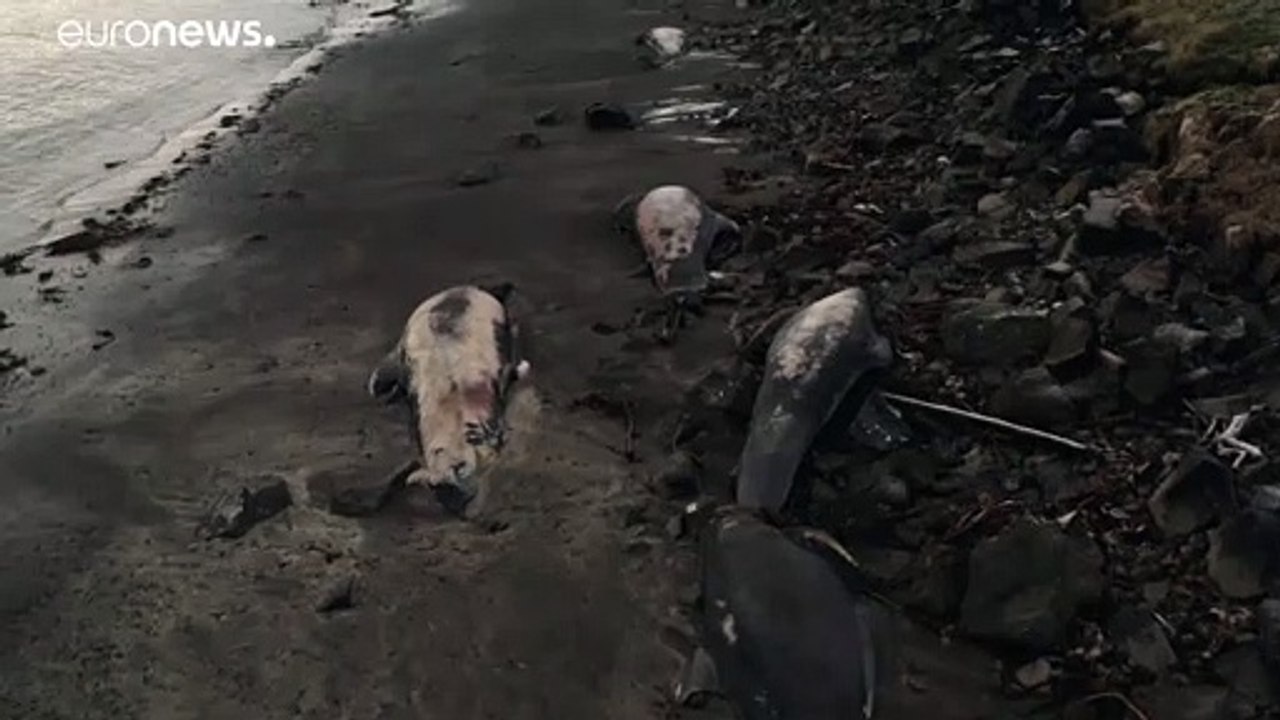 Mit dem Kutter aufs Meer: Küstenwache entsorgt verendete Grindwale