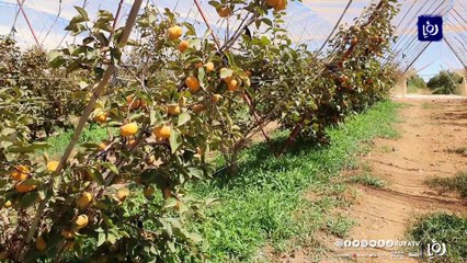 الواقع الزراعي في الأردن بين الواقع والطموحات
