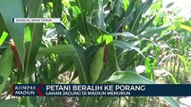 Petani Beralih Ke Porang, Lahan Jagung Di Madiun Menurun