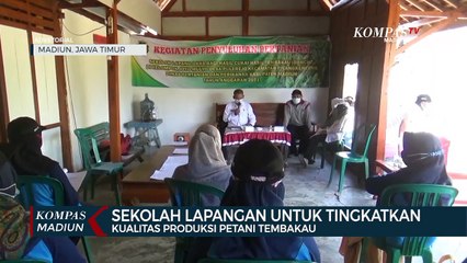 Sekolah Lapangan Untuk Tingkatkan Kualitas Produksi Petani Tembakau