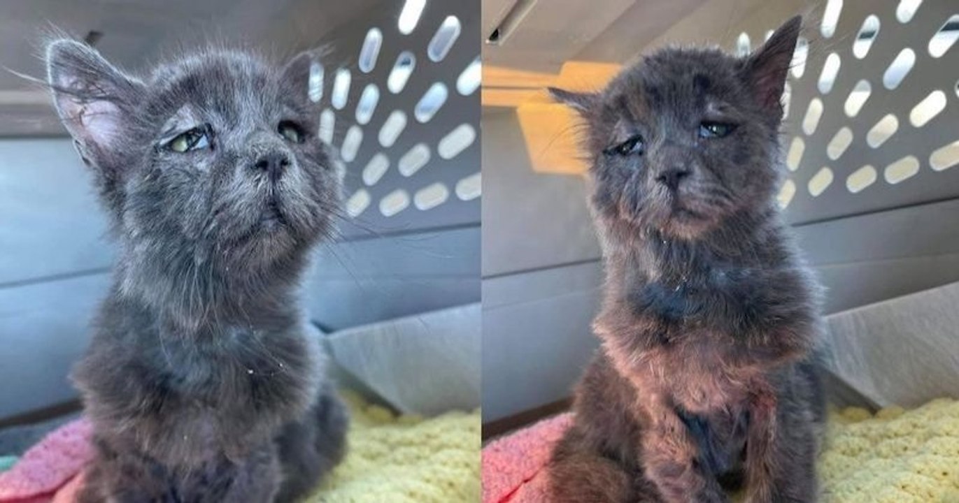 Atteint d'une maladie héréditaire rare, ce chaton au visage triste croque la vie à pleines dents