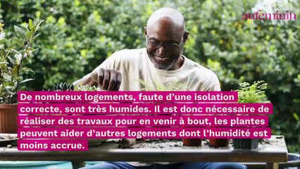 Les 4 plantes pour en finir avec l'humidité dans votre maison