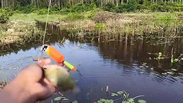 MEMANCING IKAN RANDOM BONUS IKAN YANG SANGAT BABON