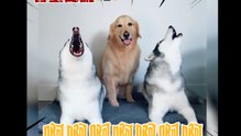 二哈戲精叫不停！ 憨笑黃金在旁「獨自開朗」