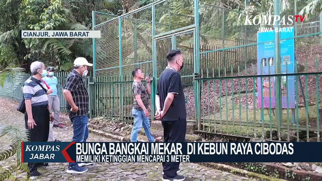 Bunga Bangkai Mekar Di Kebun Raya Cibodas Setin...
