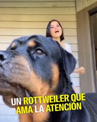 Este rottweiler adora “robar cámara”