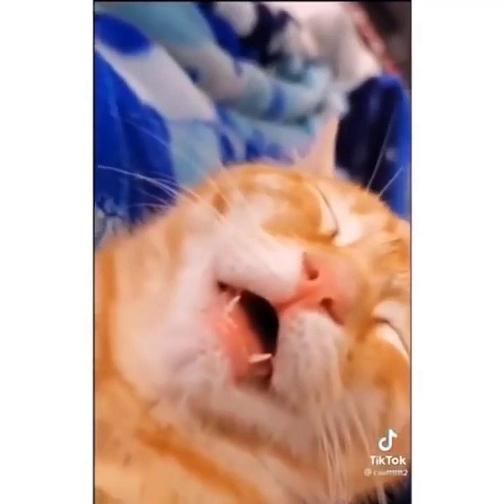 Funniest Cats  - Don't try to hold back Laughter  - Funny Cats Life