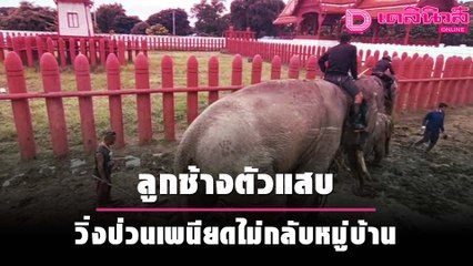 ลูกช้างตัวแสบ วิ่งป่วนเพนียดไม่กลับหมู่บ้าน | ชนคลิปข่าว 14/10/64 เดลินิวส์