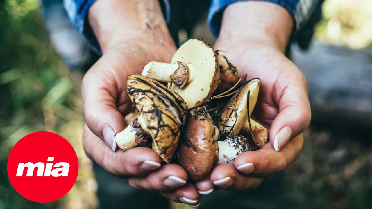 10 maneras deliciosas de preparar setas