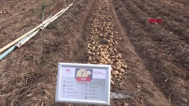 DENEME EKİMİ YAPILAN 6 YERLİ VE MİLLİ PATATES ÇEŞİDİNİN HASADI YAPILDI