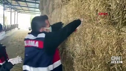 Saman balyalarının arasından deste deste para çıktı