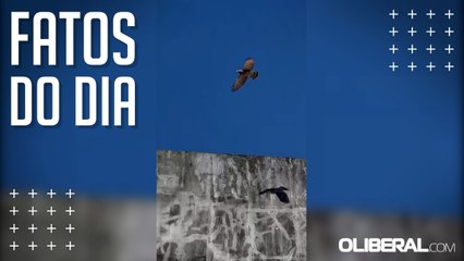 Gavião é resgatado pelo Corpo de Bombeiros na Marambaia