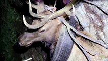 Usa, per due anni cervo vive con uno pneumatico al collo: l'animale salvato dai guardaparchi