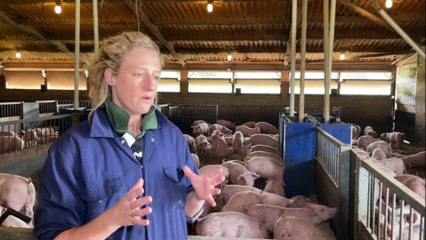La pénurie de bouchers au Royaume-Uni inquiète les éleveurs