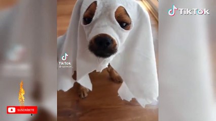 El espíritu Hola Juan Carlos NO TE ENTIENDO NADA PORQUE ACA | Recopilación de TikTok   