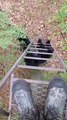 Bear Climbs Up Tree Stand