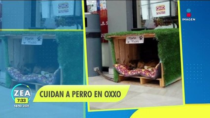 Trabajadores de Oxxo cuidan a perrito callejero